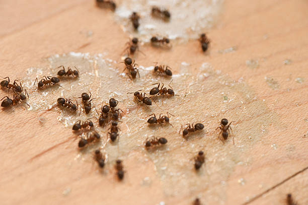 Best Mosquito Control Services  in Mission Bend, TX